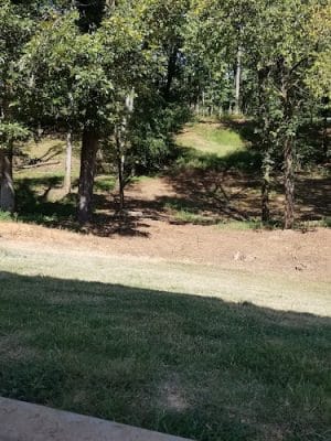 Dog Park