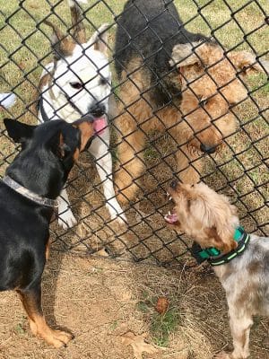 Dog Park