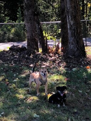 Dog Park