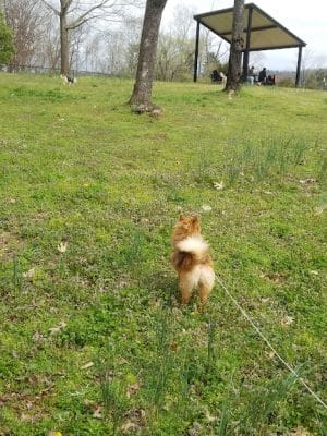 Dog Park