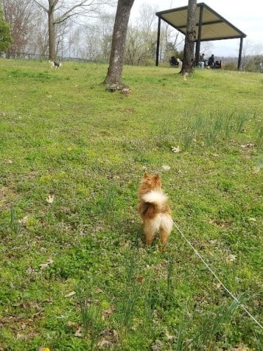 Dog Park