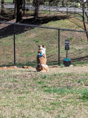 Dog Park