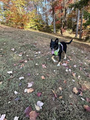 Dog Park