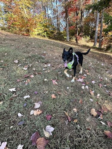 Dog Park