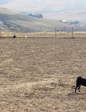 Eagle Scout Dog Park