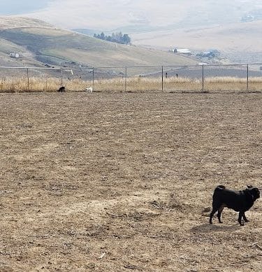 Eagle Scout Dog Park