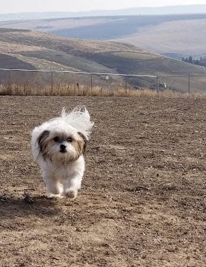 Eagle Scout Dog Park