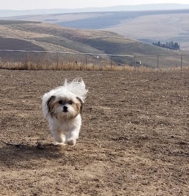 Eagle Scout Dog Park