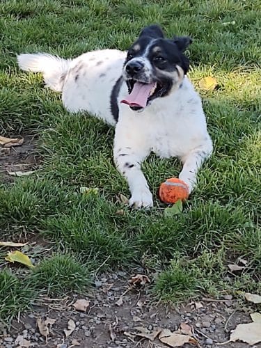 Penny's Memorial Dog Park