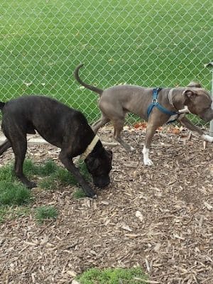 Penny's Memorial Dog Park