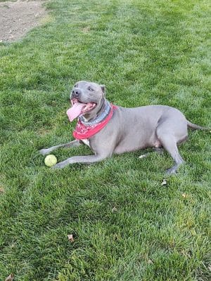 Penny's Memorial Dog Park
