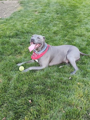 Penny's Memorial Dog Park