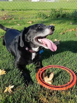 Penny's Memorial Dog Park