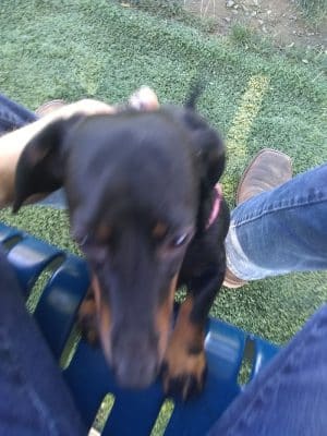 Penny's Memorial Dog Park