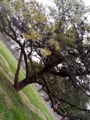 Addison Park