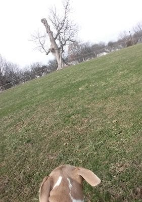 Castlewood Park