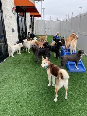 Dogtopia of Lexington