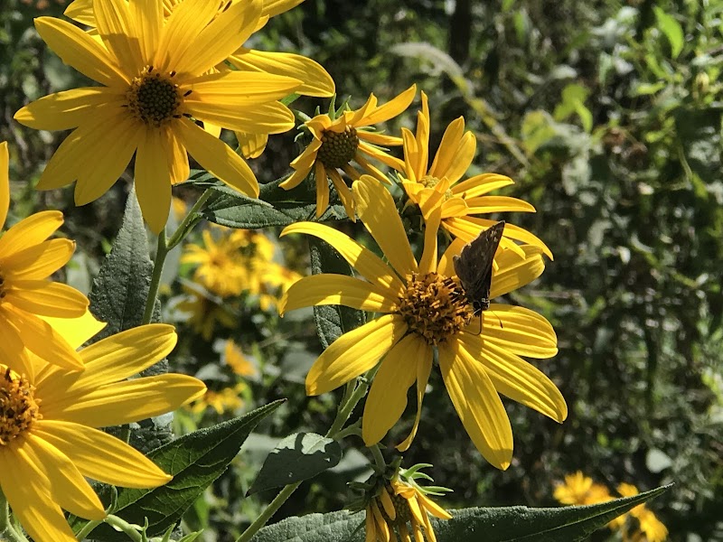 Dogwood Park - Lexington, KY