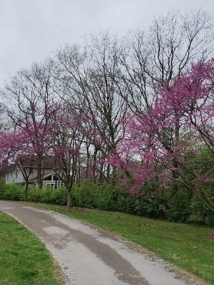 Dogwood Park