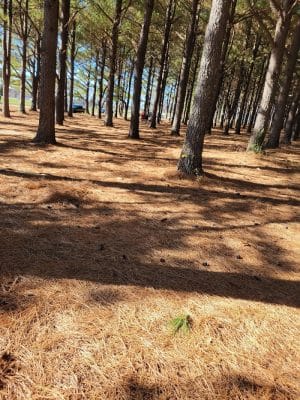 Jacobson Park