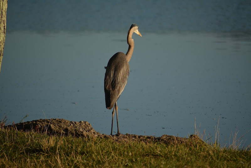 Jacobson Park - Lexington, KY