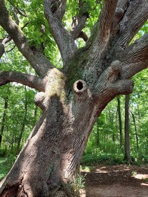 McConnell Springs Park