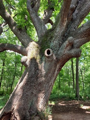 McConnell Springs Park
