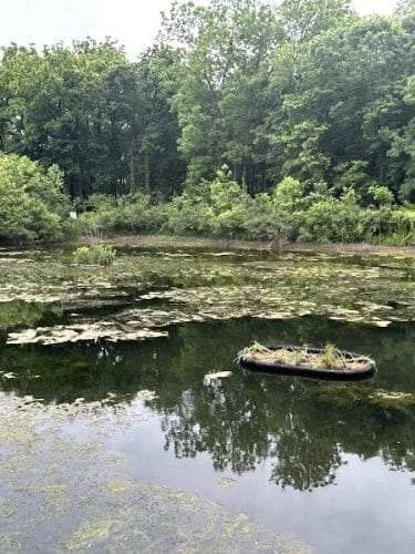 McConnell Springs Park