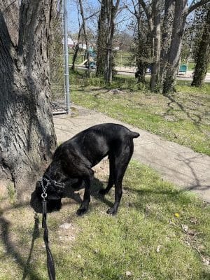 Meadowbrook Park