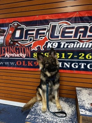 Off Leash K9 Training Lexington