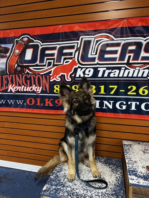 Off Leash K9 Training Lexington - Lexington, KY