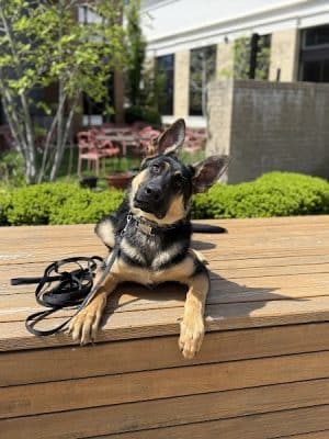 Off Leash K9 Training Lexington