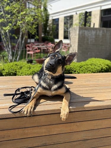 Off Leash K9 Training Lexington