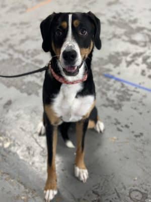 Off Leash K9 Training Lexington