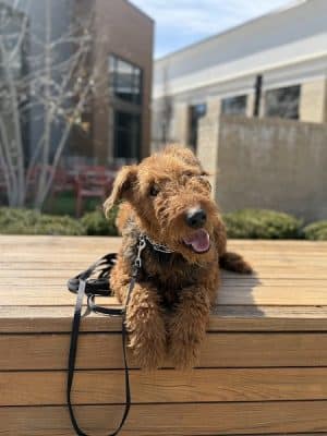Off Leash K9 Training Lexington