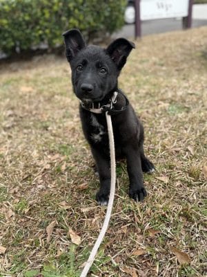 Off Leash K9 Training Lexington