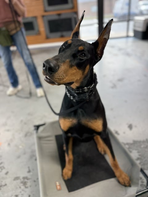 Off Leash K9 Training Lexington - Lexington, KY