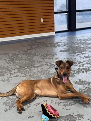 Off Leash K9 Training Lexington