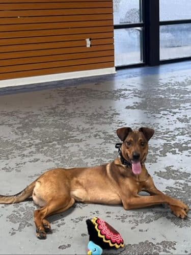 Off Leash K9 Training Lexington