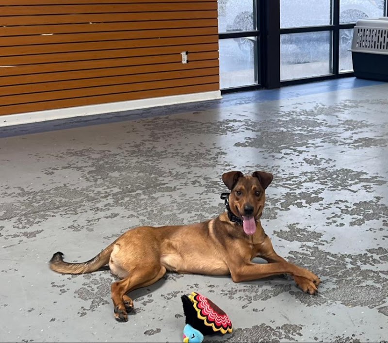 Off Leash K9 Training Lexington - Lexington, KY
