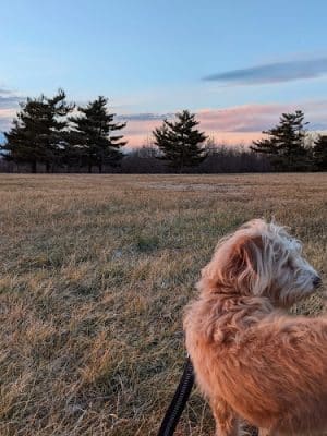 Shillito Park