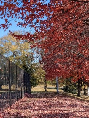 Shillito Park
