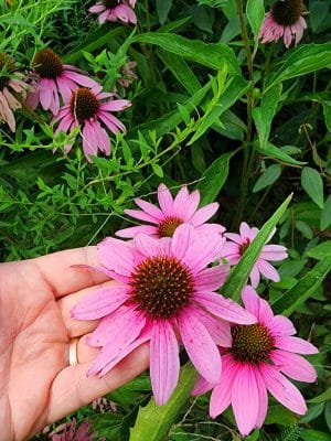 The Arboretum, State Botanical Garden of Kentucky