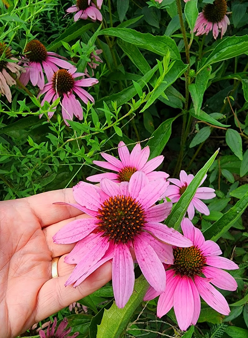 The Arboretum, State Botanical Garden of Kentucky - Lexington, KY