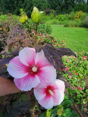 The Arboretum, State Botanical Garden of Kentucky