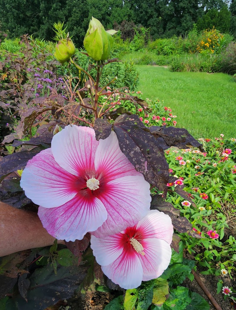 The Arboretum, State Botanical Garden of Kentucky - Lexington, KY