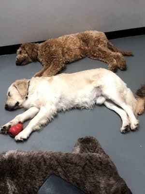 The Dognasium Doggy Daycare