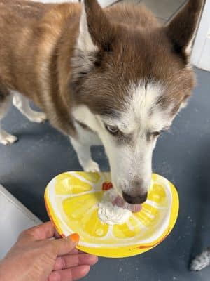 The Dognasium Doggy Daycare