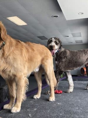 The Dognasium Doggy Daycare