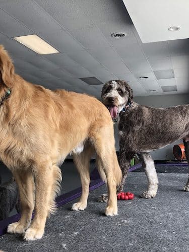 The Dognasium Doggy Daycare